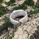 Нервы и саморегуляция: Амулет Равновесия