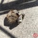 Помощь в делах: Амулет Покровитель